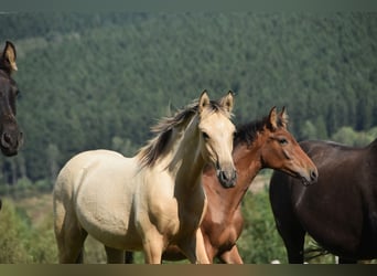 PRE, Hengst, Fohlen (03/2026), 165 cm, Buckskin