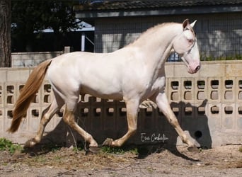 PRE Mix, Hengst, , 165 cm, Palomino