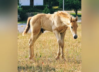PRE, Hengst, Fohlen (06/2026), 165 cm, Pearl