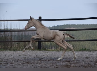 PRE, Hengst, Fohlen (03/2026), 165 cm, Perlino