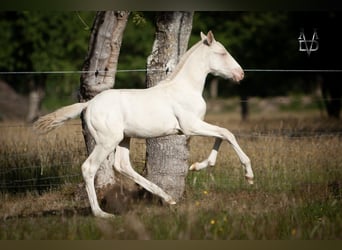 PRE Mix, Hengst, , 165 cm, Perlino