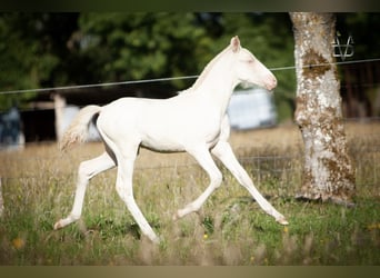 PRE Mix, Hengst, , 165 cm, Perlino