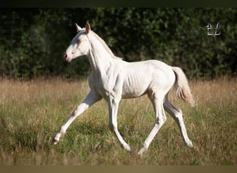 PRE Mix, Hengst, , 165 cm, Perlino