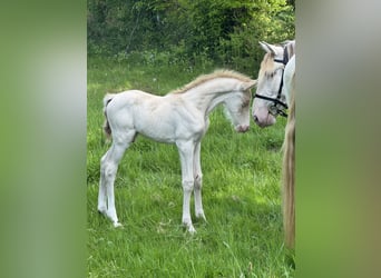 PRE Mix, Hengst, , 165 cm, Perlino