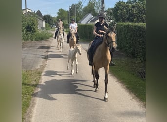 PRE Mix, Hengst, , 165 cm, Perlino