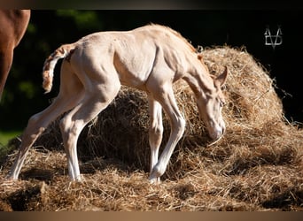 PRE Mix, Hengst, Fohlen (05/2025), 166 cm, Champagne
