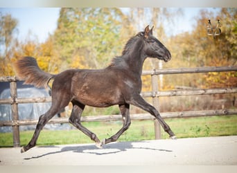 PRE, Hengst, Fohlen (03/2025), 168 cm, Rappe