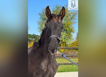 PRE, Hengst, Fohlen (03/2025), 168 cm, Rappe