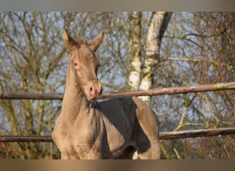 PRE, Hengst, Fohlen (03/2026), 170 cm, Pearl