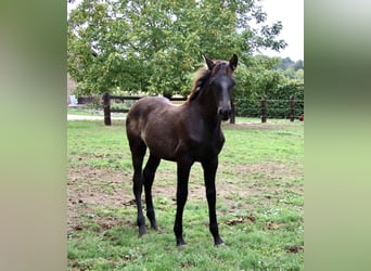 PRE, Hengst, Fohlen (05/2025), 170 cm, Rappe