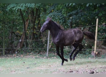 PRE, Hengst, Fohlen (05/2025), 170 cm, Rappe