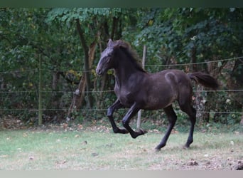PRE, Hengst, Fohlen (05/2025), 170 cm, Rappe