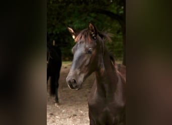 PRE, Hengst, Fohlen (05/2025), 170 cm, Rappe