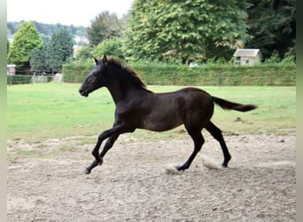 PRE, Hengst, Fohlen (05/2025), 170 cm, Rappe