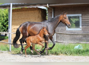 PRE, Hengst, Fohlen (05/2025), Brauner