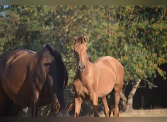 PRE, Hengst, Fohlen (01/2026), Buckskin