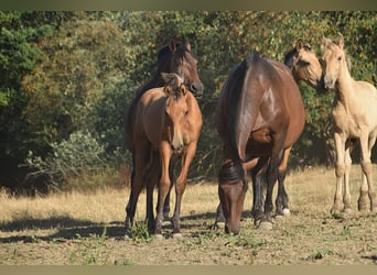 PRE, Hengst, Fohlen (01/2026), Buckskin