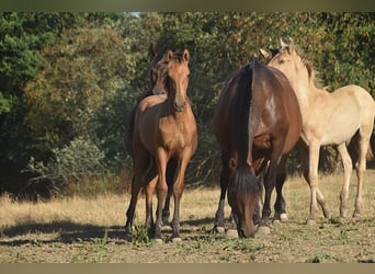 PRE, Hengst, Fohlen (01/2026), Buckskin