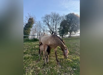 PRE, Hengst, Fohlen (03/2026), Buckskin