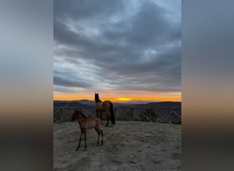 PRE, Hengst, Fohlen (03/2026), Buckskin