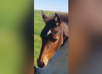 PRE Mix, Hengst, Fohlen (06/2025), Dunkelbrauner