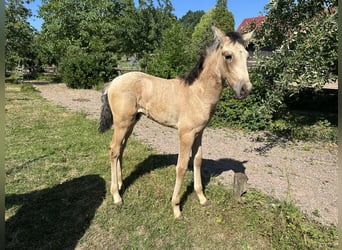 PRE, Hengst, Fohlen (05/2026), Falbe