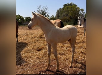 PRE, Hengst, Fohlen (04/2025), Falbe