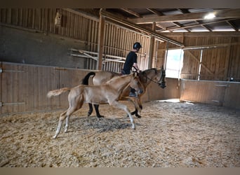 PRE, Hengst, Fohlen (04/2025), Palomino