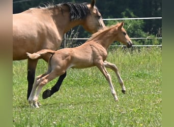 PRE, Hengst, Fohlen (04/2025), Palomino