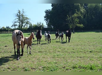 PRE, Hengst, Fohlen (04/2025), Palomino