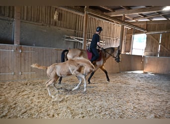 PRE, Hengst, Fohlen (04/2025), Palomino