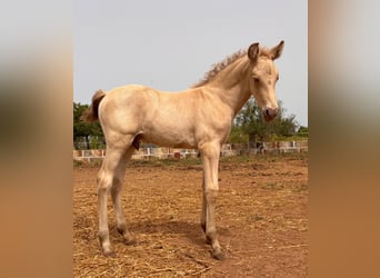 PRE, Hengst, Fohlen (04/2025), Pearl