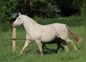 PRE, Hengst, Fohlen (04/2026), Pearl