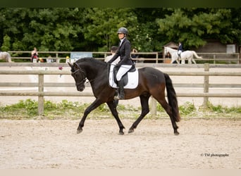 PRE, Hengst, Fohlen (04/2026), Pearl