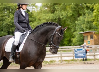 PRE, Hengst, Fohlen (04/2026), Pearl
