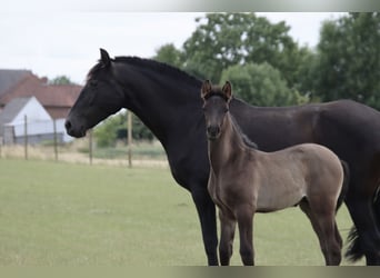 PRE, Hengst, , Rappe