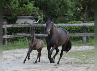 PRE, Hengst, , Rappe