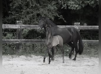PRE, Hengst, , Rappe