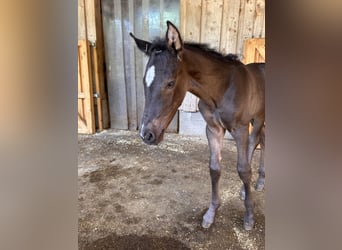 PRE, Hengst, Fohlen (01/2026), Rappe