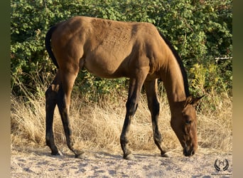 PRE, Hengst, Fohlen (05/2024), Red Dun