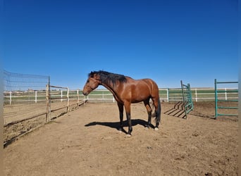 PRE, Hengst, 5 Jaar, 168 cm, Lichtbruin