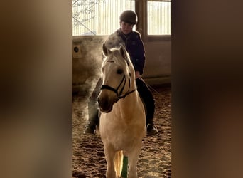 PRE, Hengst, 12 Jahre, 165 cm, Palomino