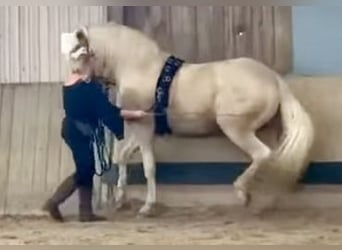 PRE, Hengst, 12 Jahre, 165 cm, Palomino