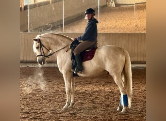 PRE, Hengst, 12 Jahre, 165 cm, Palomino