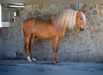 PRE, Hengst, 12 Jahre, 160 cm, Palomino