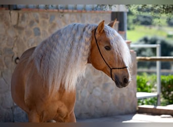 PRE, Hengst, 12 Jahre, 160 cm, Palomino