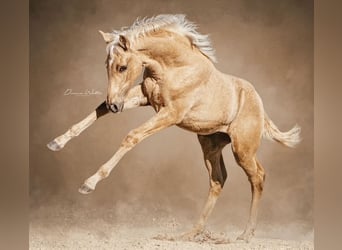 PRE, Hengst, 8 Jahre, 164 cm, Palomino
