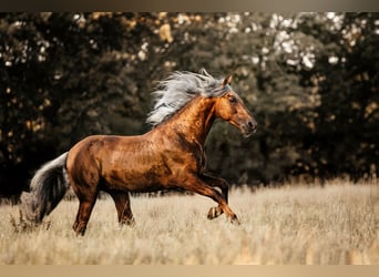 PRE, Hengst, 8 Jahre, 164 cm, Palomino