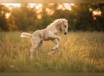 PRE, Hengst, 8 Jahre, 164 cm, Palomino
