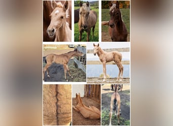 PRE, Hengst, 8 Jahre, 164 cm, Palomino